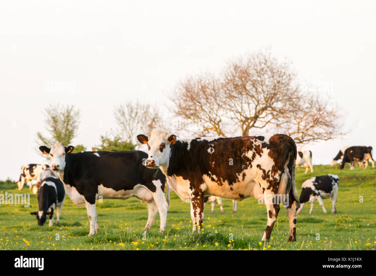 Black white cow gazing hi-res stock photography and images - Alamy