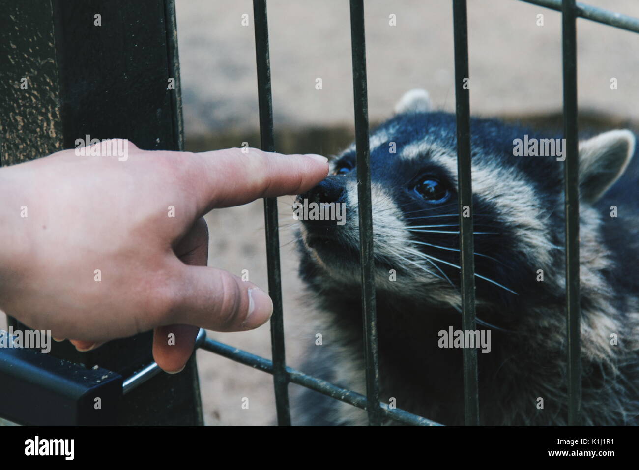 Raccoon in a cage Stock Photo