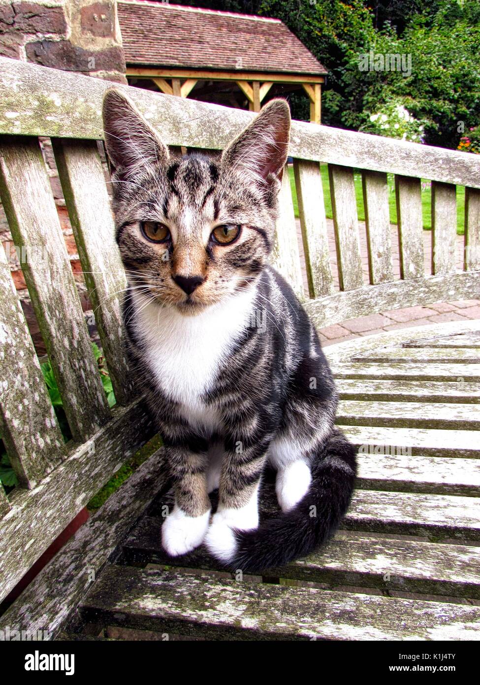 Pointy ears cat hires stock photography and images Alamy