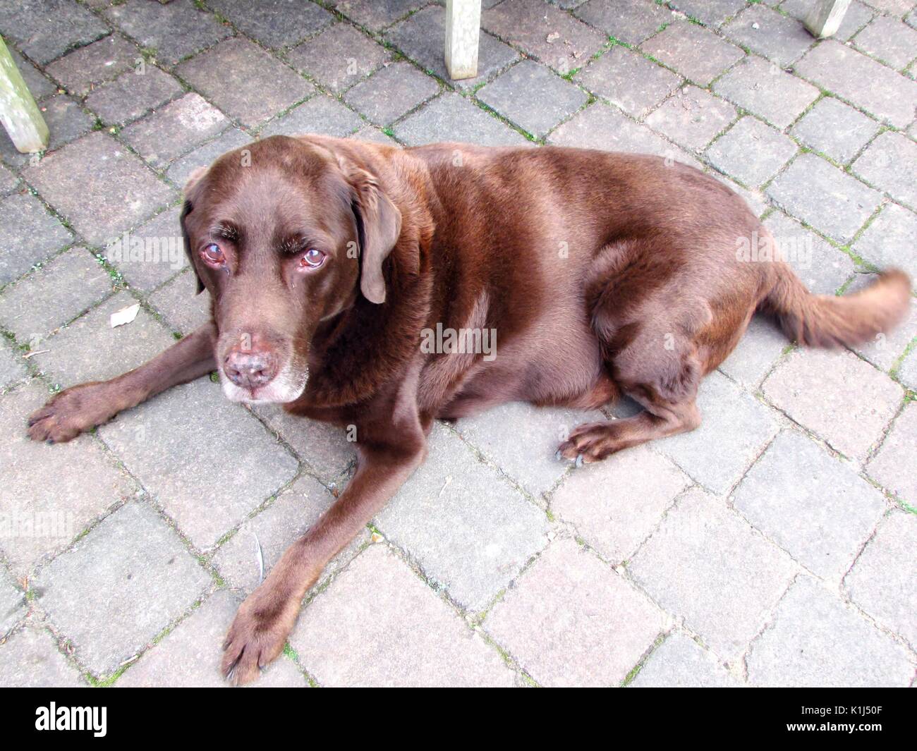 Chocolate Labrador Dog lying down outside. Stock Photo