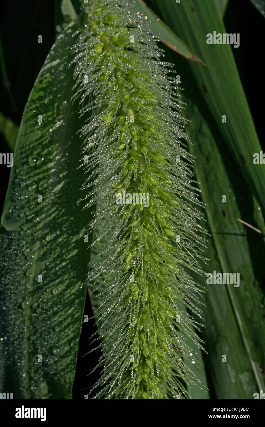 Morning dew on Setaria faberi or Chinese foxtail. Stock Photo