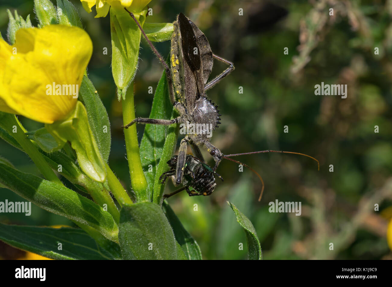 Wheel bug or assassin bug with captured Japanese beetle . Stock Photo