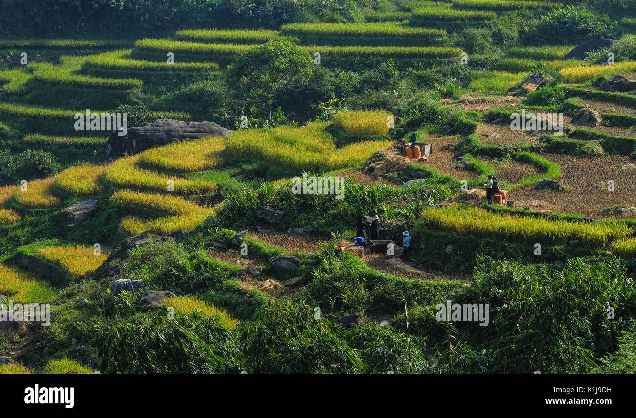 Sep Rice Field Sapa, Vietnam - Sep 21, 2013. People harvesting on terraced rice field ...