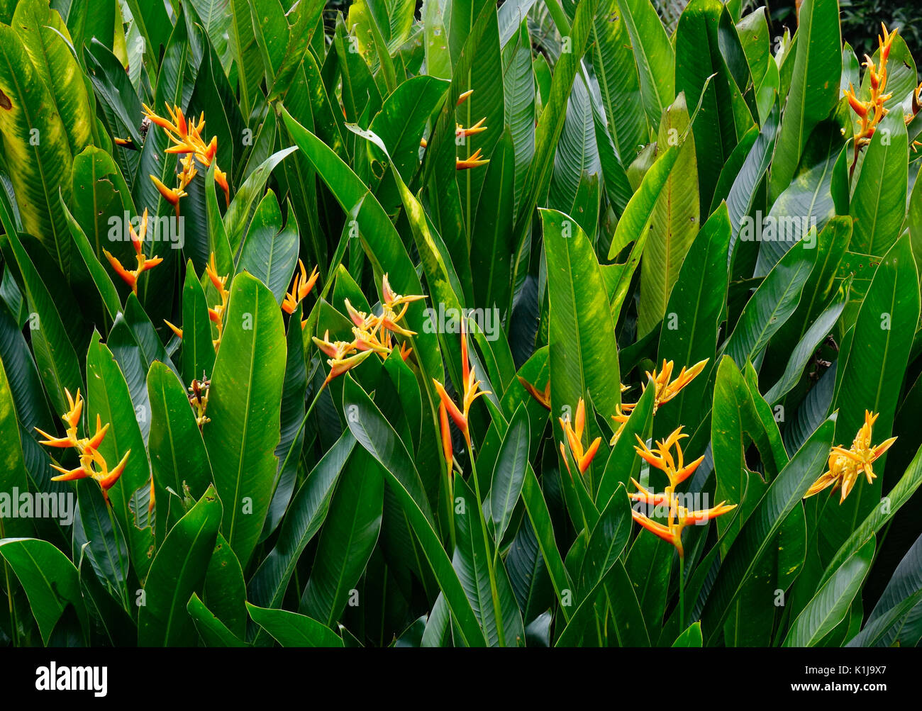 Musaceae plants and flowers at Singapore Botanic Gardens. Stock Photo