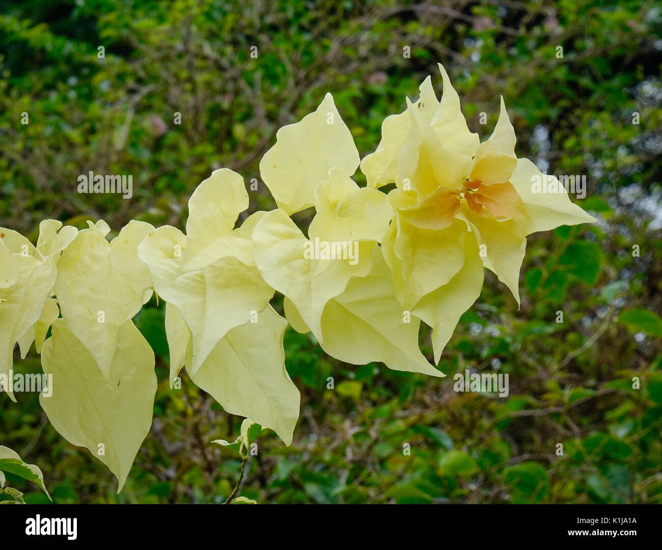Bougainvillea plants at Singapore Botanic Gardens. Stock Photo