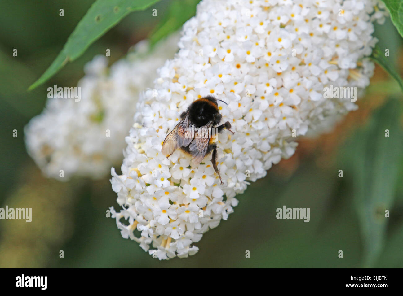 Bee on white buddleia Stock Photo