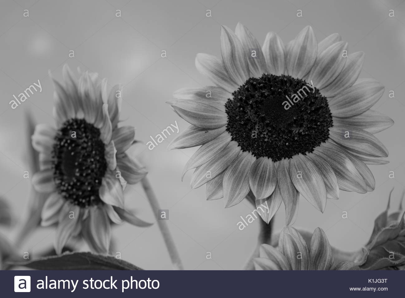Sunflowers Close Up Stock Photos & Sunflowers Close Up Stock Images - Alamy