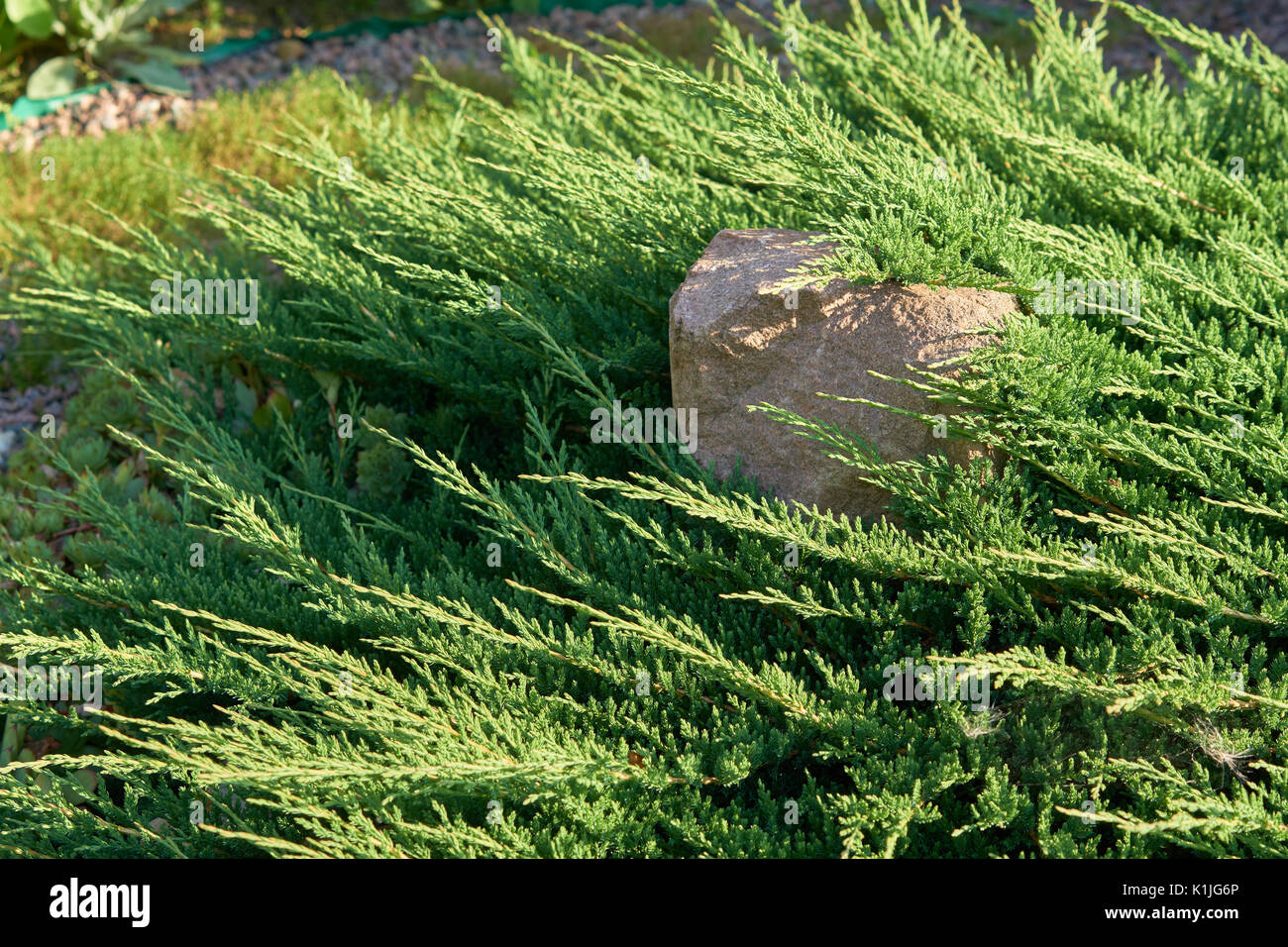 Stone in juniper as part of garden design in summer Stock Photo