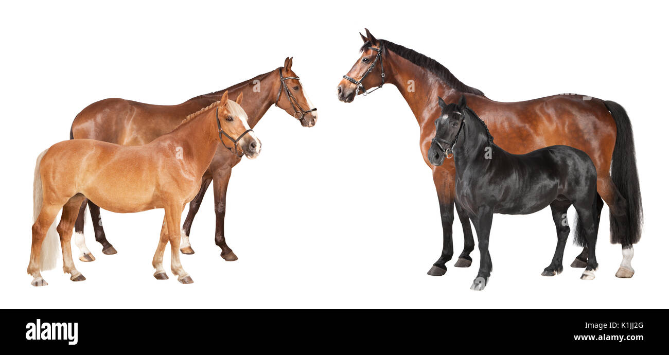 riding horses and ponies isolated against white background Stock Photo