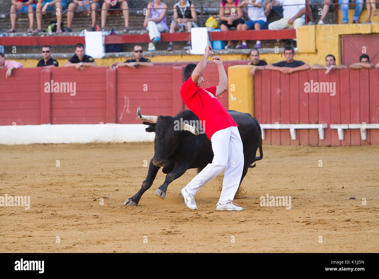 Spanish recortador performed with expertise pirouettes before the onslaught of the brave bull or heifer as are cuts, jumping over or side antitheses i Stock Photo