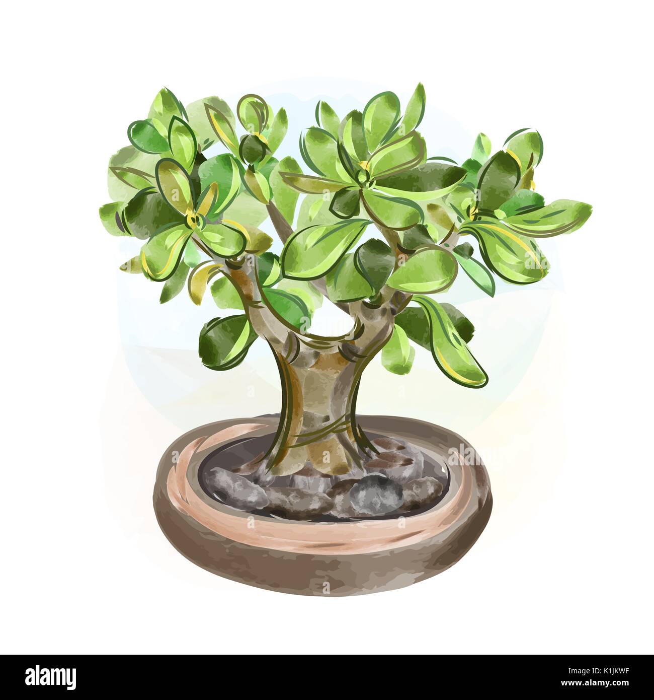 Vector illustrations. Watercolor Money Tree Bonsai. Hand draw japanese tree. Stock Vector