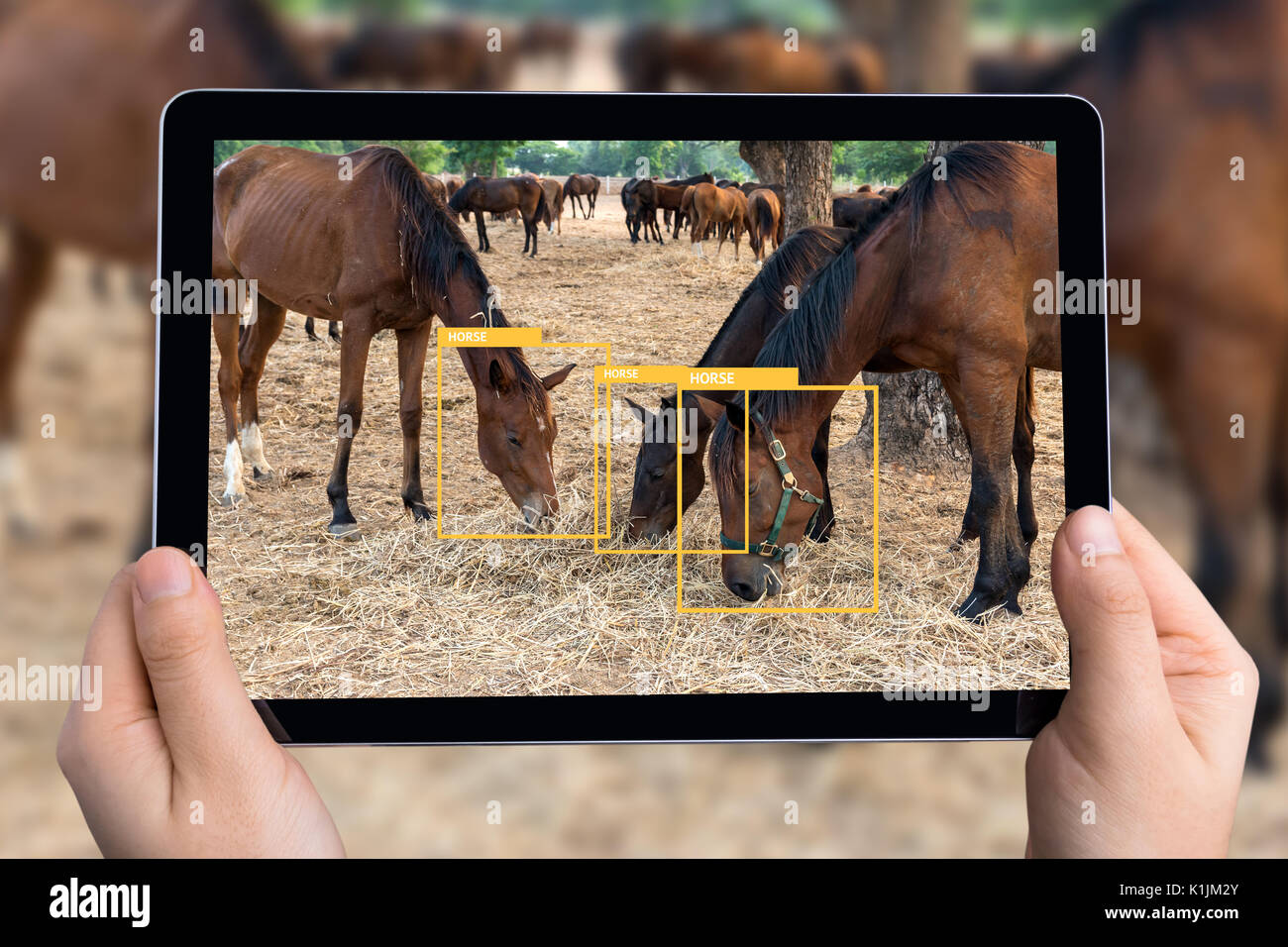 Machine Learning analytics identify animal technology , Artificial intelligence , image processing concept. Hand using tablet with software ui analyti Stock Photo