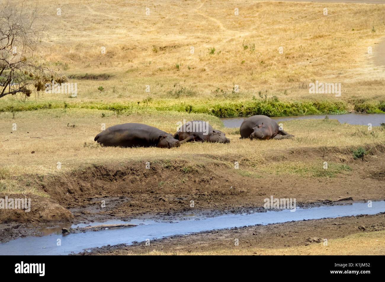 Three Hippo napping on the edge of a pond in a park in Tanzania Stock Photo