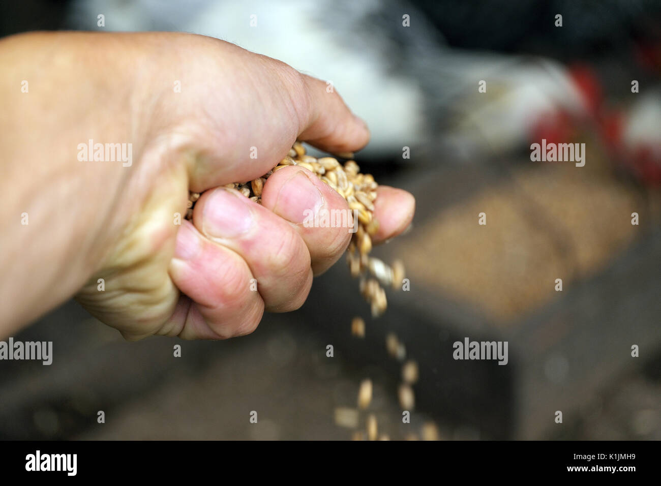Farmer hand feeding chicken with fodder mix in the backyard. Shallow ...