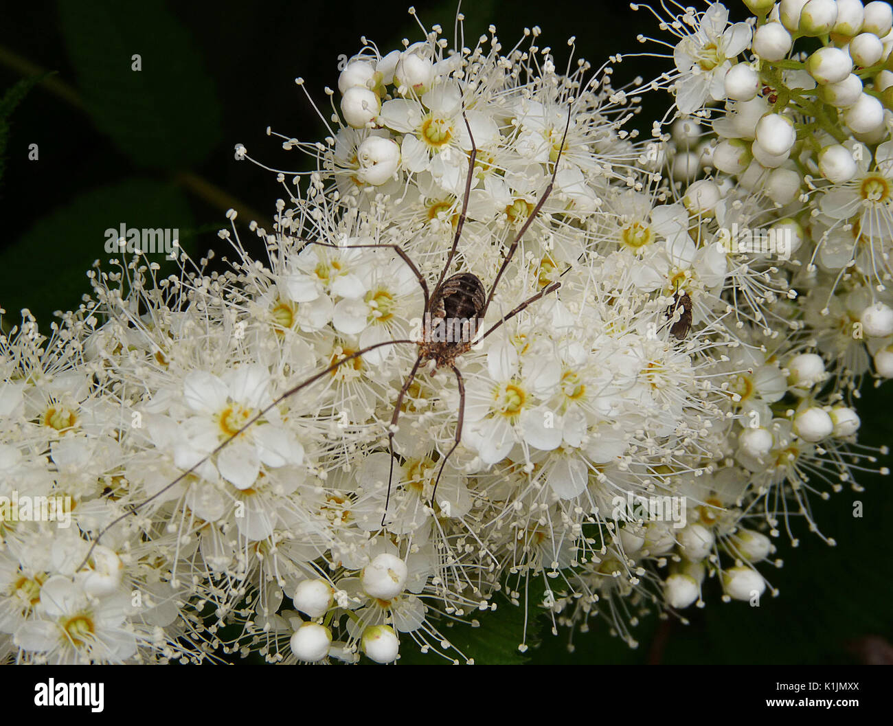 Prunus serotina, black cherry, close-up spider, flower head; freshness; beauty of nature, blooming beautiful delicate flowers Stock Photo