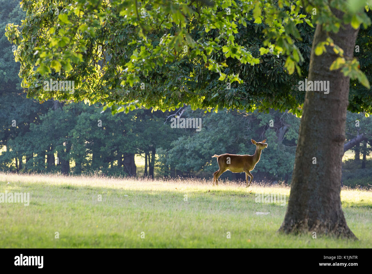Windsor great park hires stock photography and images Alamy