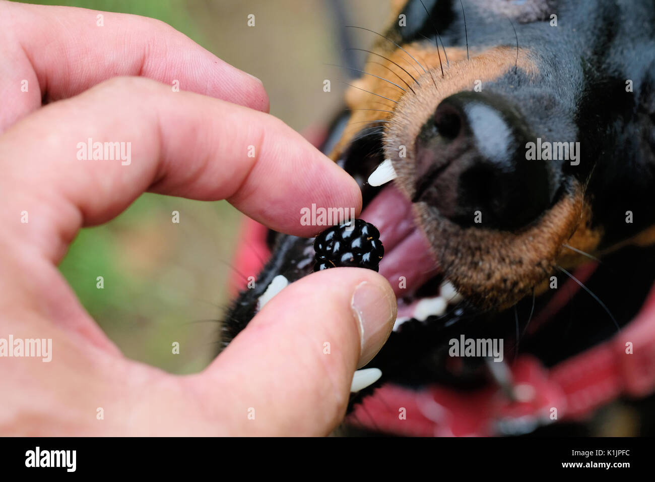 A dog taking a freshly picked Blackberry from its owners hand Stock