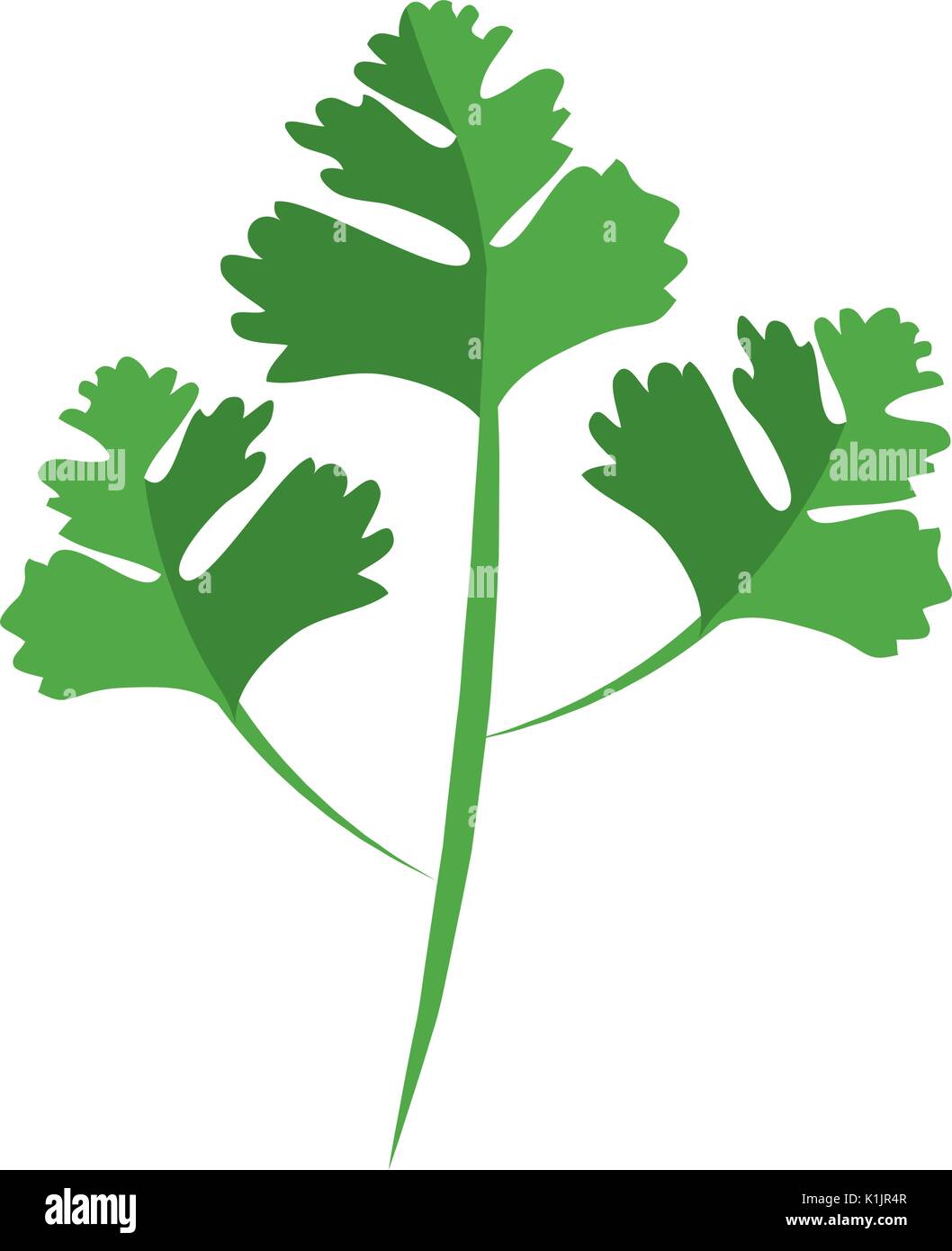 Coriander Leaf Vector