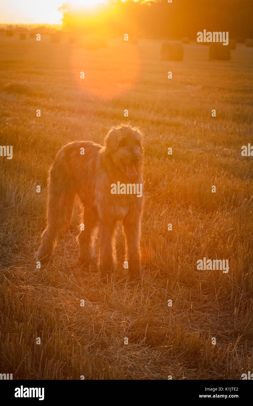 Large dog on the background of dawn Stock Photo