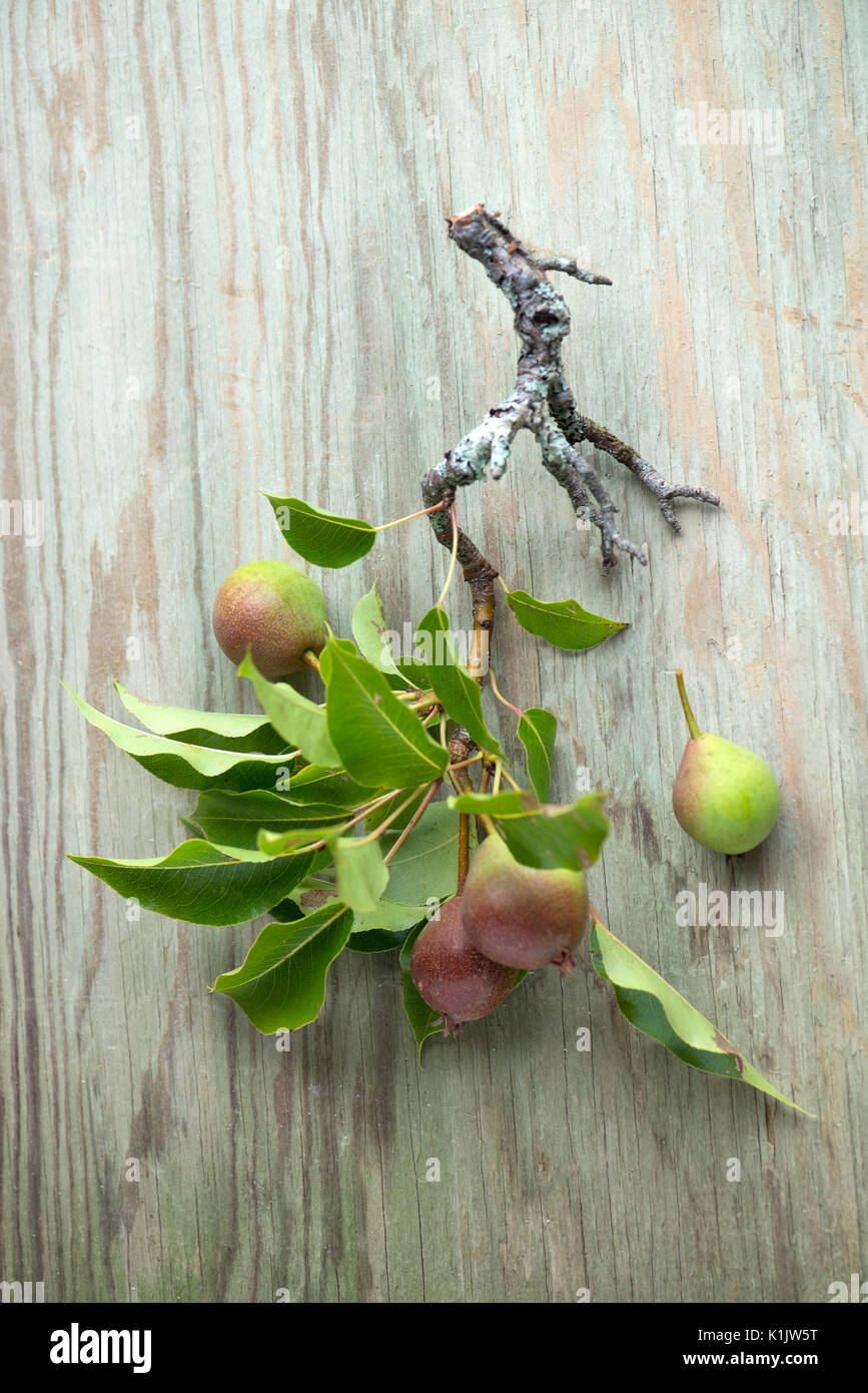Pear Branch Still Life Stock Photo