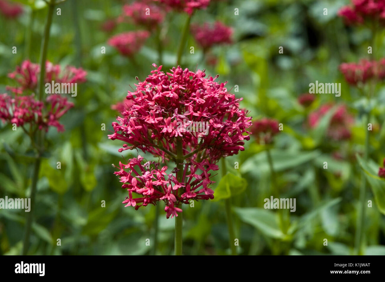dark pink flower of a red valerian Stock Photo Alamy