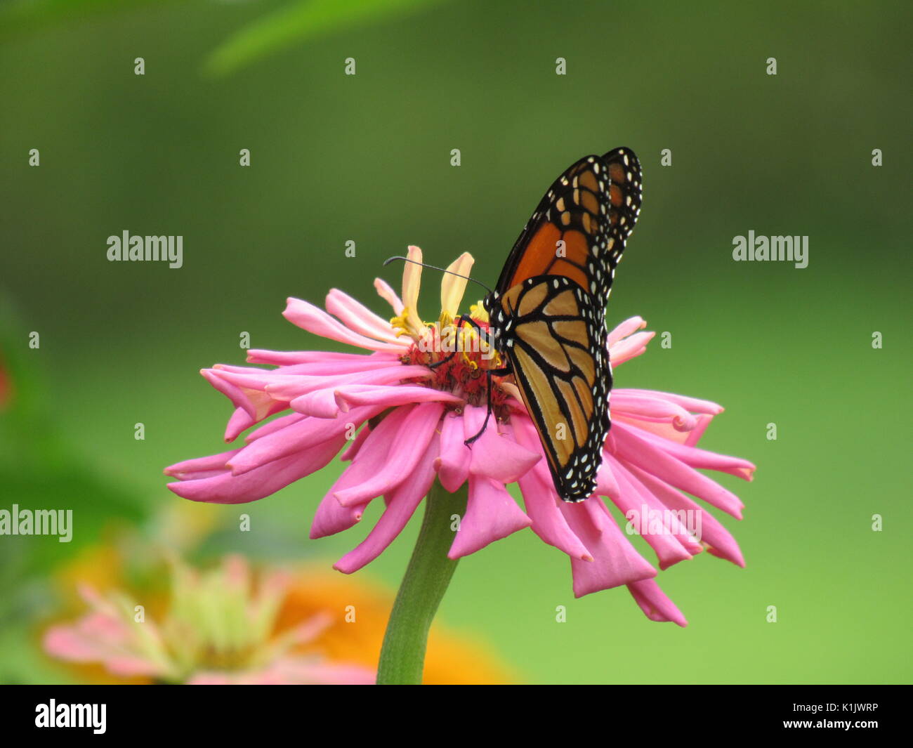 Monarch butterfly on zinnia flower hi-res stock photography and images ...