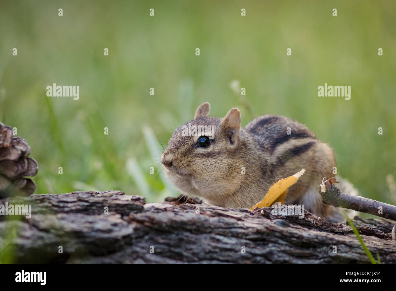 Adorable Eastern Chipmunk (Tamias Striatus) stuffs cheeks with nuts and seeds for fall season Stock Photo