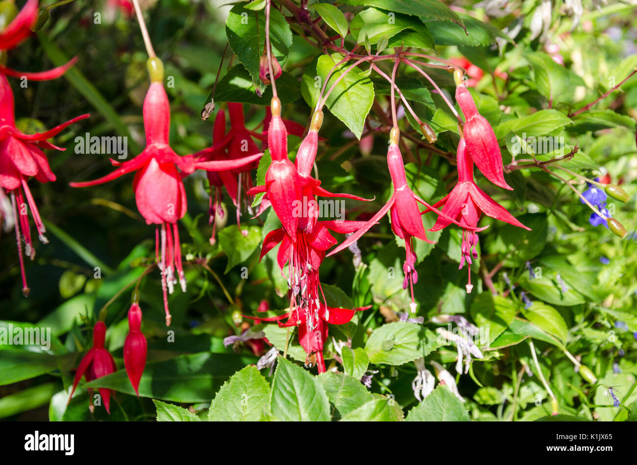 Close up view of fuchsia flowers Stock Photo