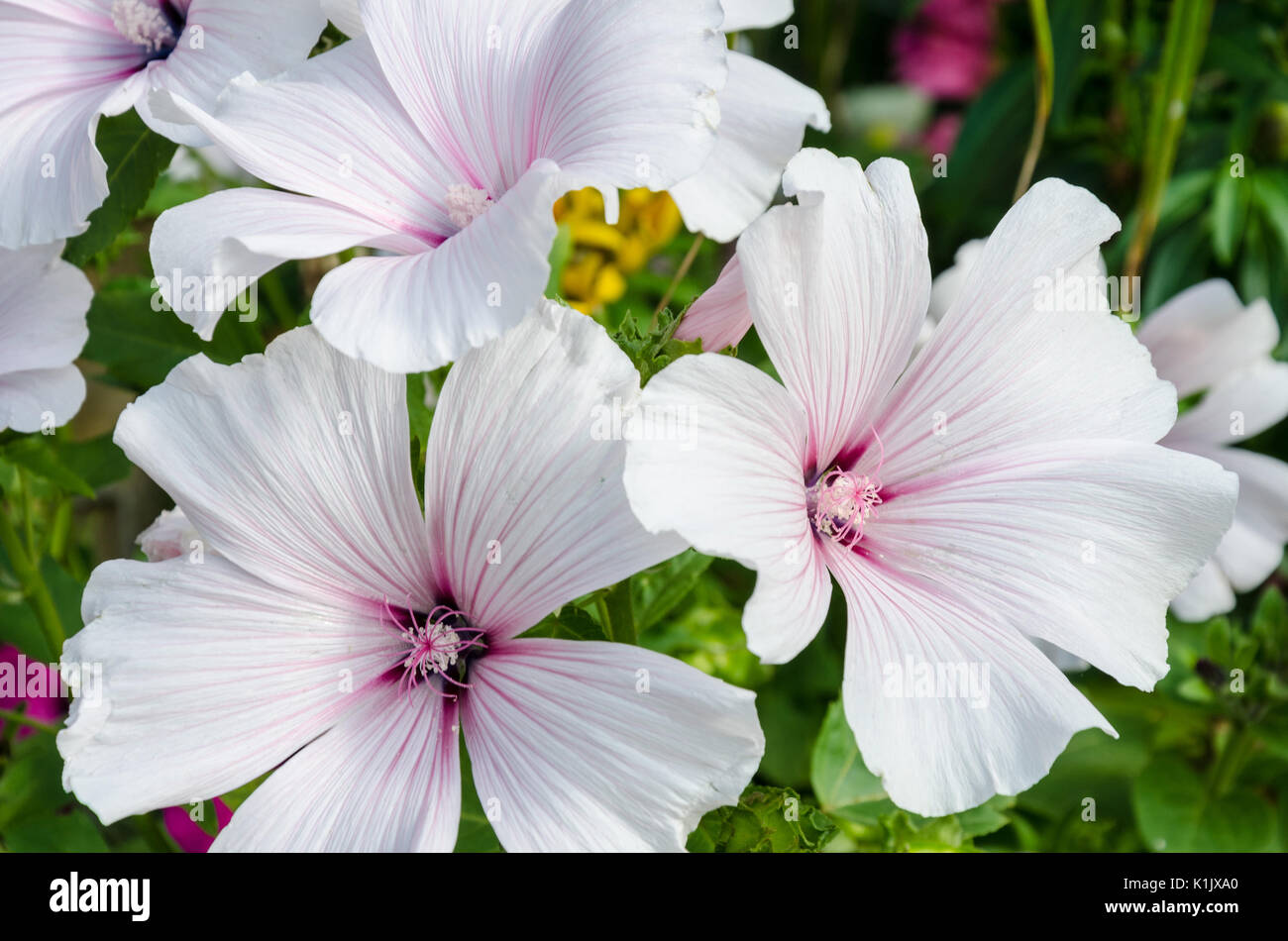 Lavatera Trimestris Pink Beauty Flowers Stock Photo Alamy