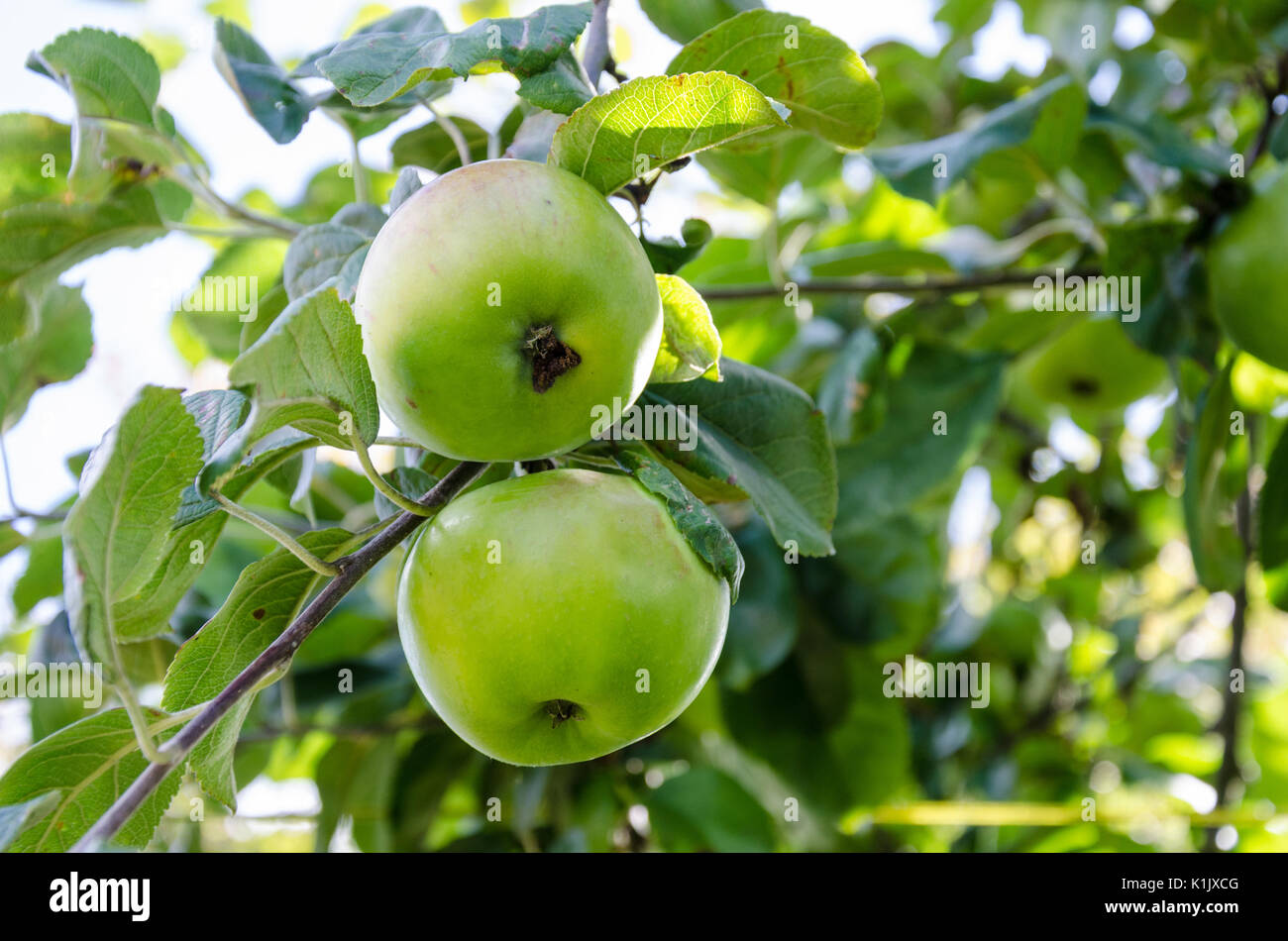 Apples growing on an apple tree in a back garden Stock Photo - Alamy