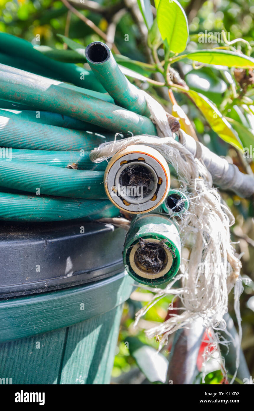 An old hose pipe with tap connectors and a spray nozzle curled up and left on top of a bin in a back garden. Stock Photo