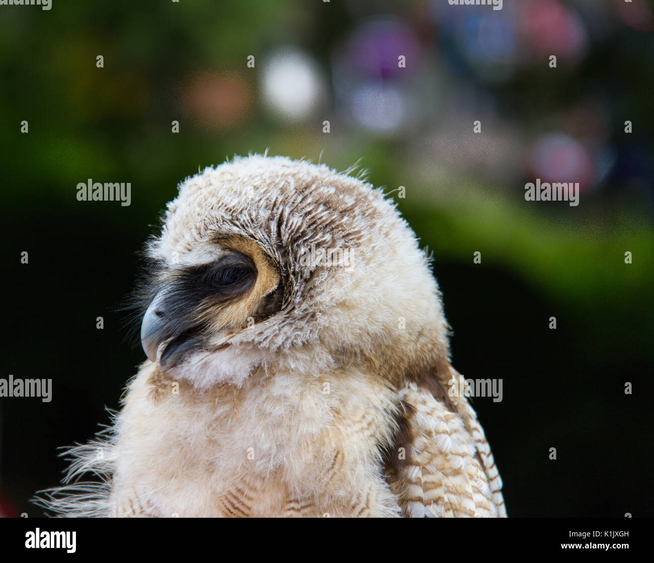 Owl bird of prey against blurred background close-up Stock Photo