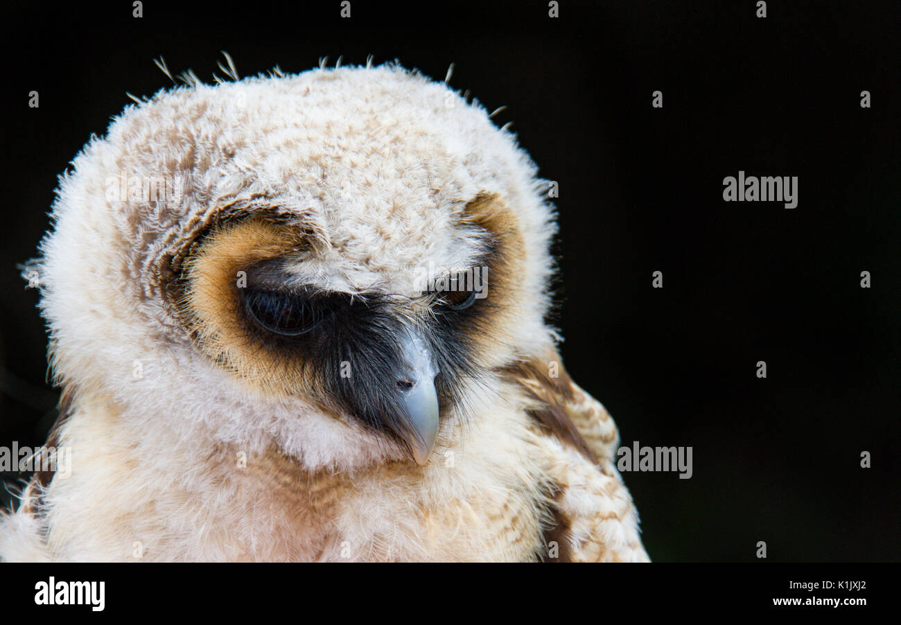 Owl bird of prey against black background photographed close-up in en face Stock Photo