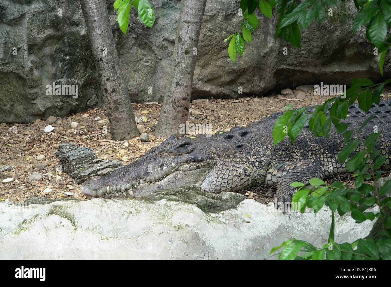 Image of a crocodile sleeping and resting in a zoo Stock Photo