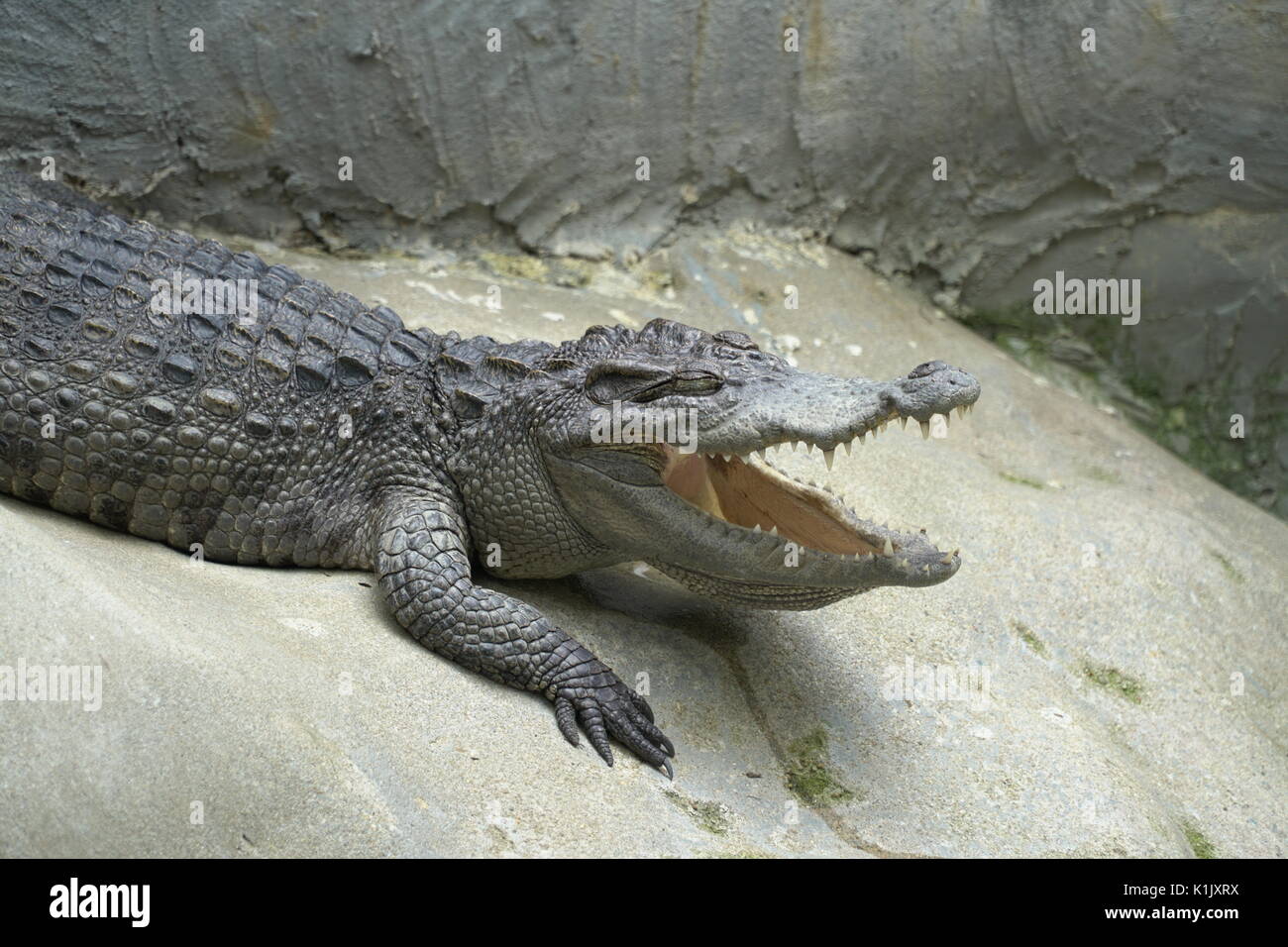 Image of a Crocodile opened mouth and closed eye Resting In A Crocodiles Farm Stock Photo