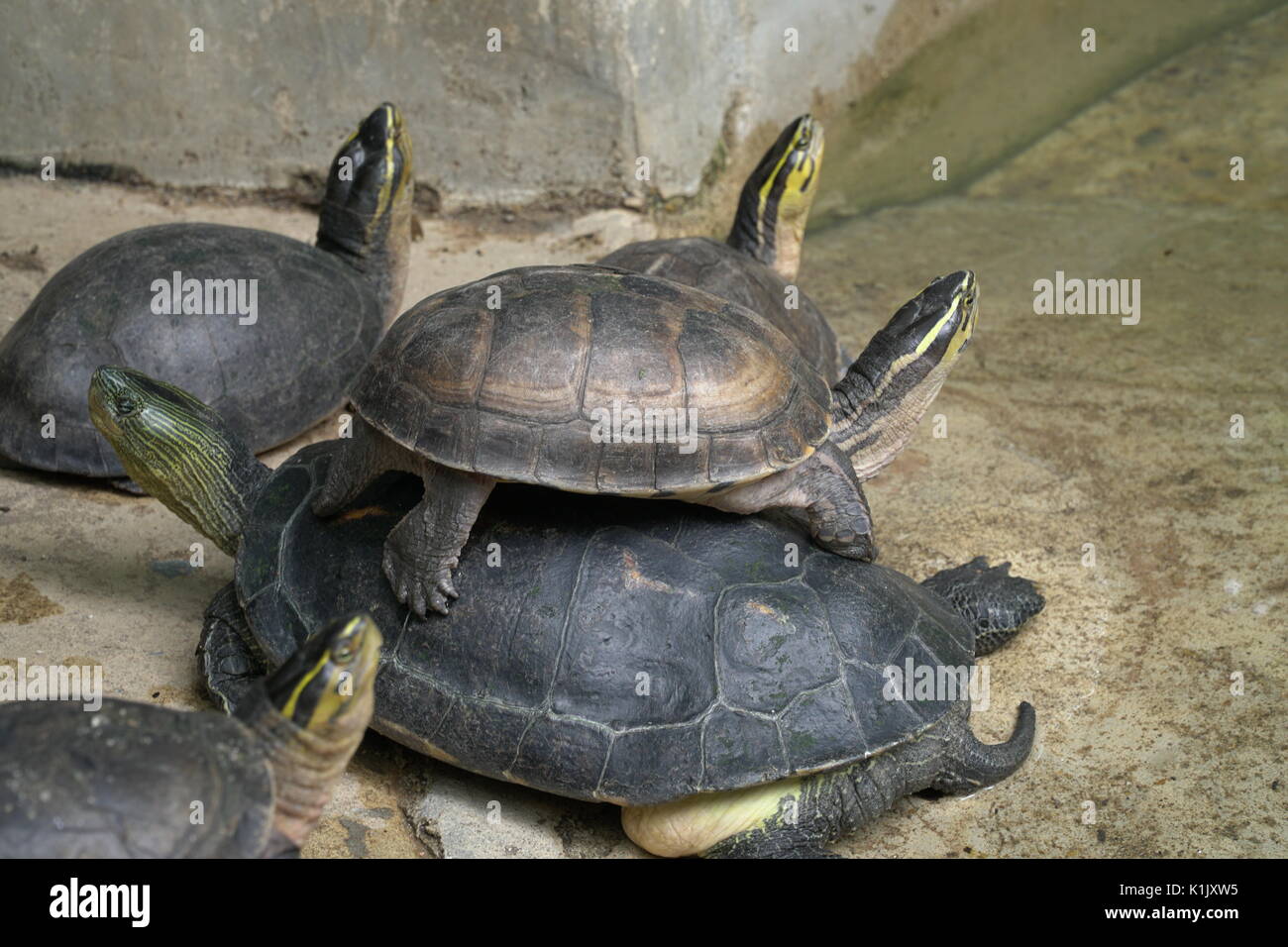 The turtles band hi-res stock photography and images - Alamy