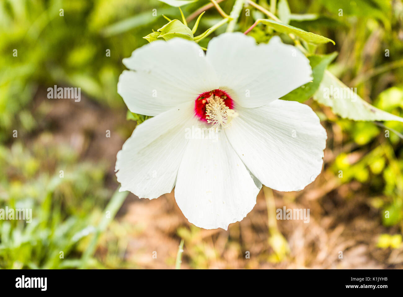 Closeup of white and red malva flower showing detail, texture and bokeh in summer Stock Photo