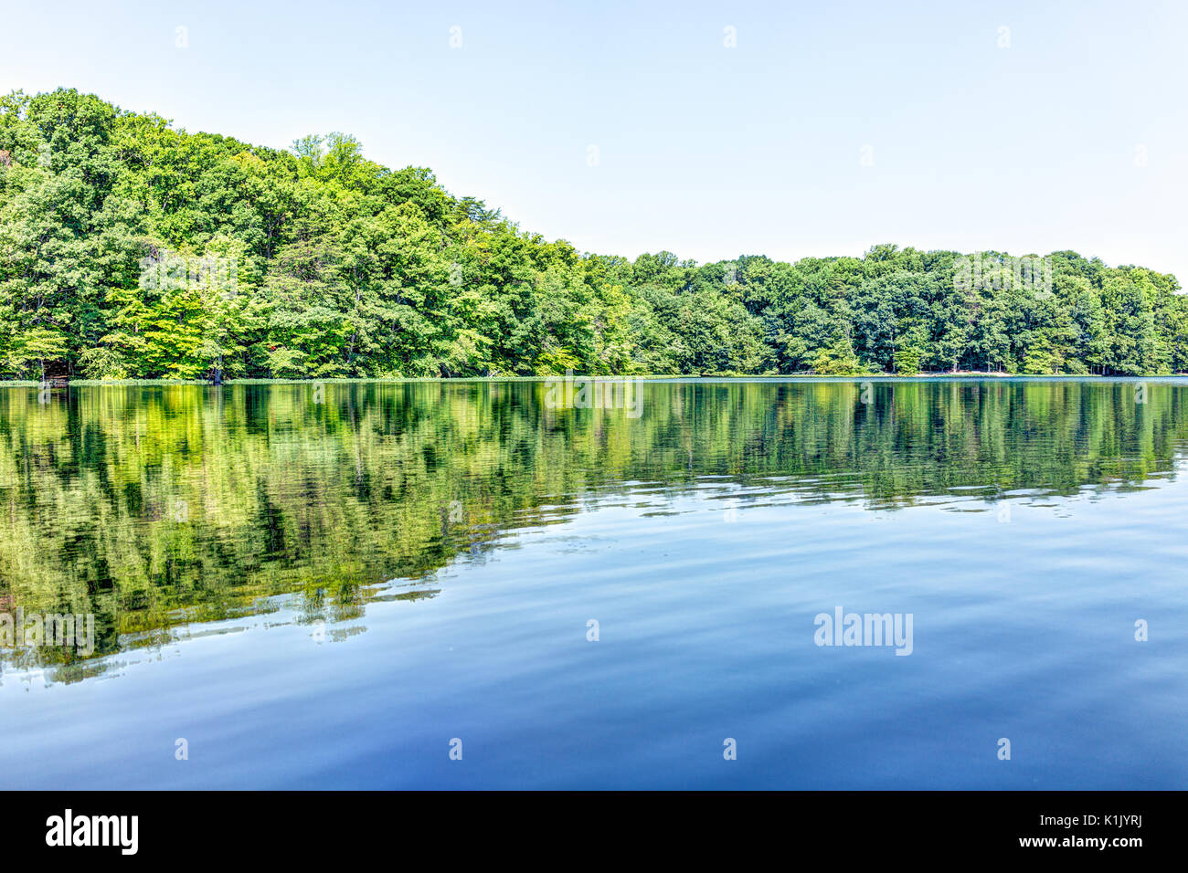 burke-lake-trees-forest-woods-reflection-in-summer-on-bright-day-with
