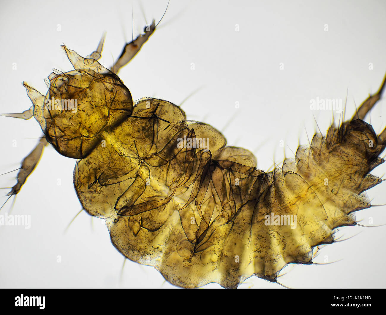 Beetle larva, bright field light micrograph, 60x magnification when printed 10cm wide Stock Photo