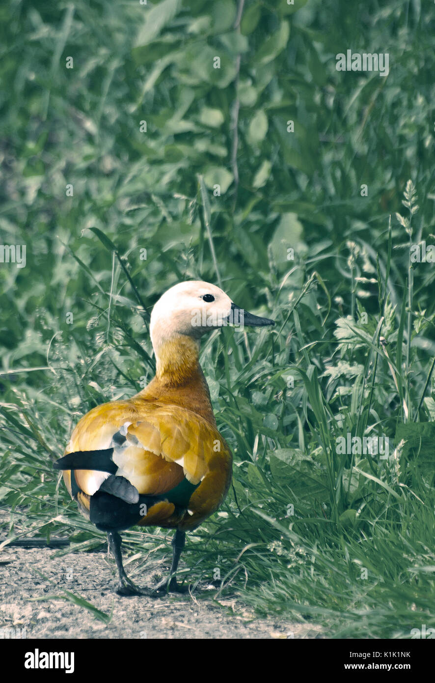 Roody hi-res stock photography and images - Alamy