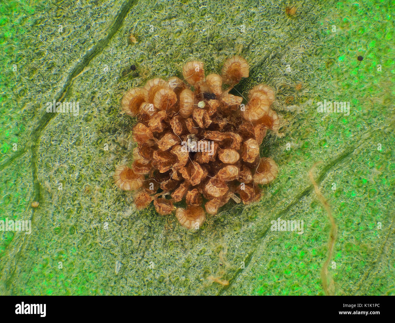 Light micrograph of a fern sorus with discharged sporangia on underside of a leaf, pictured area is about 1.7mm wide Stock Photo