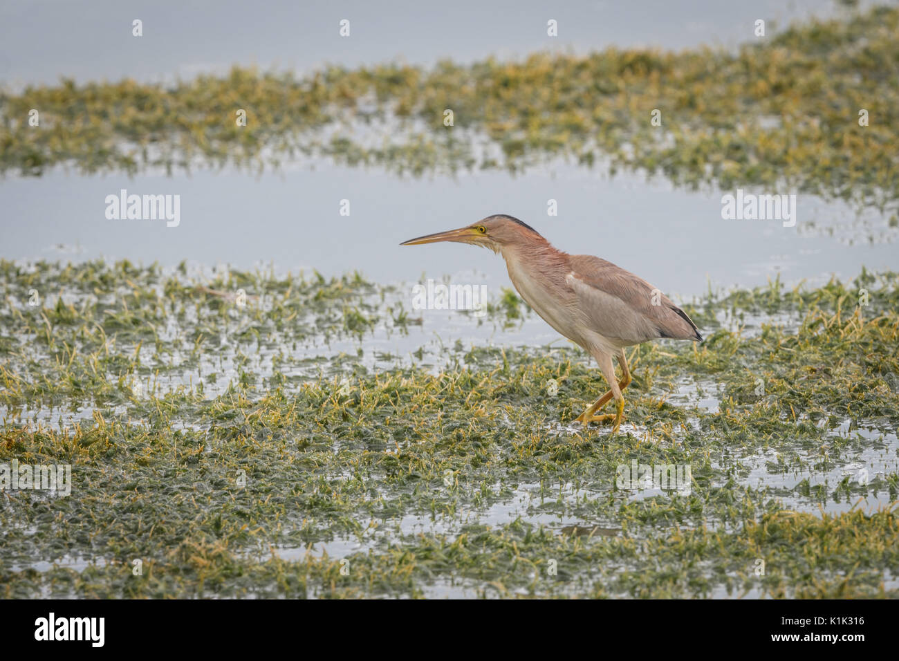 Yellow bittern (Ixobrychus sinensis) in Khao Sam Roi Yot National Park, Thailand. Bitterns are a classification of birds in the heron family of Pelica Stock Photo