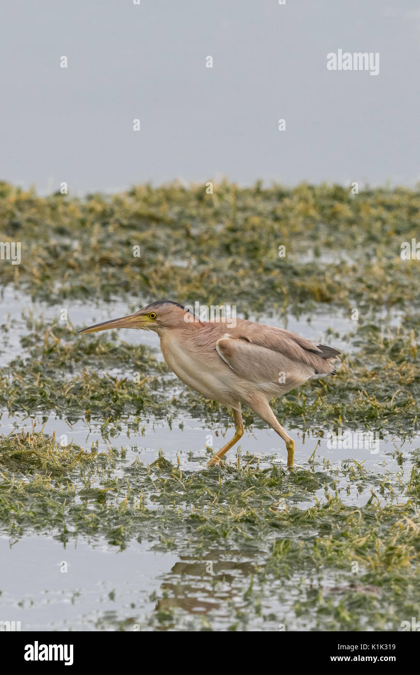 Yellow bittern (Ixobrychus sinensis) in Khao Sam Roi Yot National Park, Thailand. Bitterns are a classification of birds in the heron family of Pelica Stock Photo