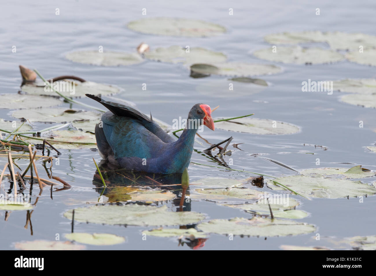 Grey-headed swamphen (Porphyrio poliocephalus) is a species of swamphen It used to be considered a subspecies of the purple swamphen, but was elevated Stock Photo