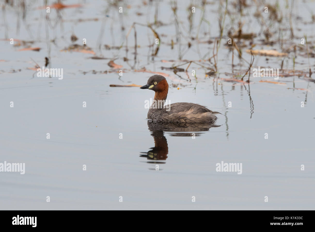 The little grebe (Tachybaptus ruficollis), also known as dabchick, is a member of the grebe family of water birds. Stock Photo