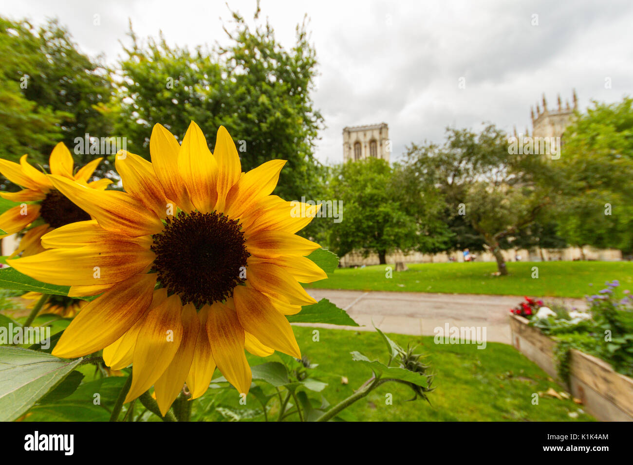 Sunflower close-up in Dean's Park in York with York Minster in the background Stock Photo