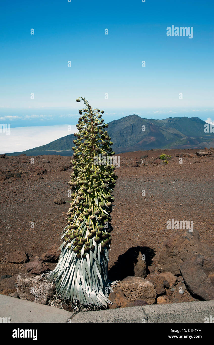 The “Silversword” or Ahinahina plant is a rare endangered speices that thrives at the top of Mount Haleakala in Maui. Stock Photo