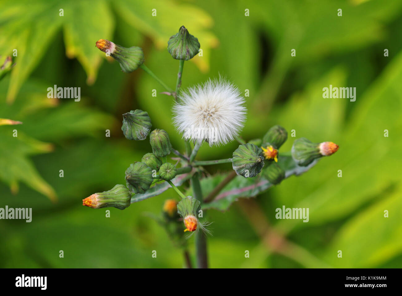 Uk weed hi-res stock photography and images - Alamy