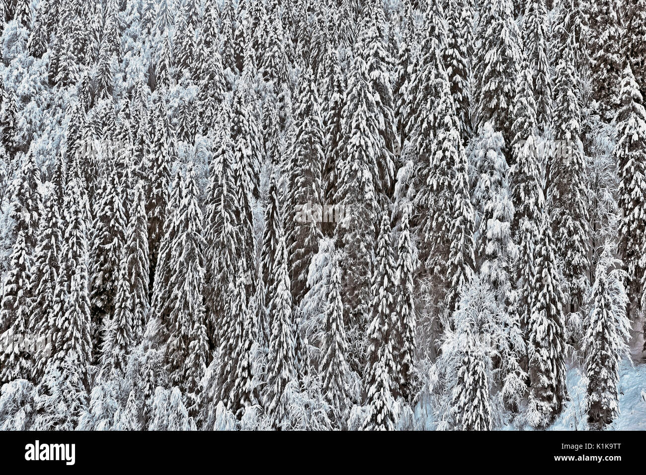 Panoramic view of an Winter Forest with large spruce trees covered in fresh snow. Stock Photo