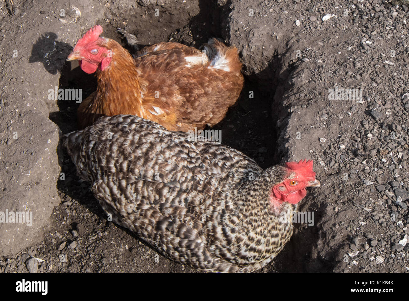 Small Number Of My Backyard Chickens In My Model Released Property